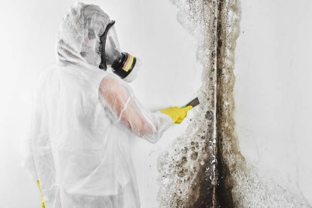 Best Fast Mold Removal  in Hull, IA