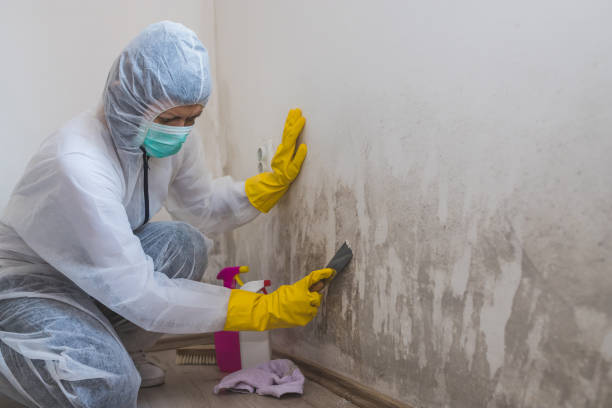 Best Black Mold Removal  in Hull, IA