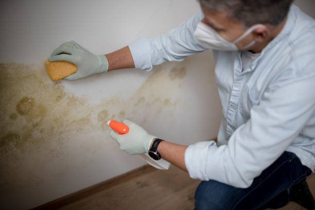 Best Same-Day Mold Removal  in Hull, IA