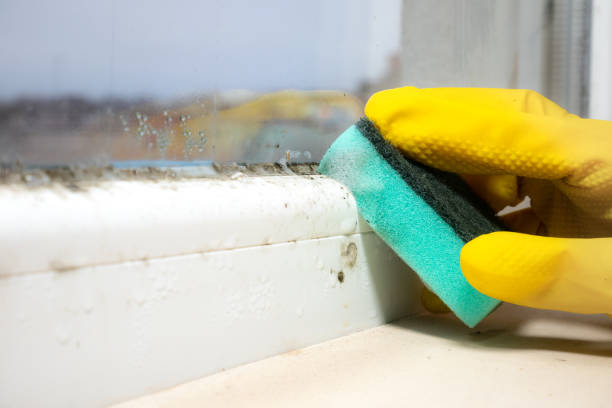 Attic Mold Removal in Hull, IA
