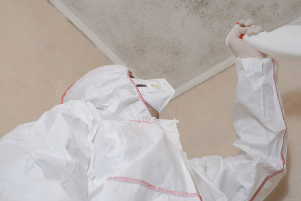 Best Mold Testing  in Hull, IA