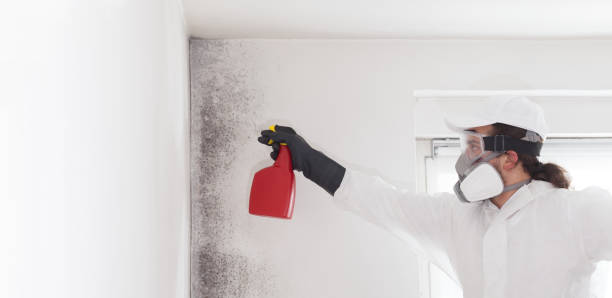 Best Toxic Mold Removal  in Hull, IA