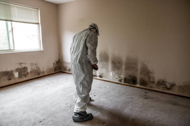 Best Commercial Mold Removal  in Hull, IA