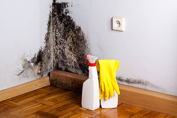 Best Office Mold Removal Services  in Hull, IA