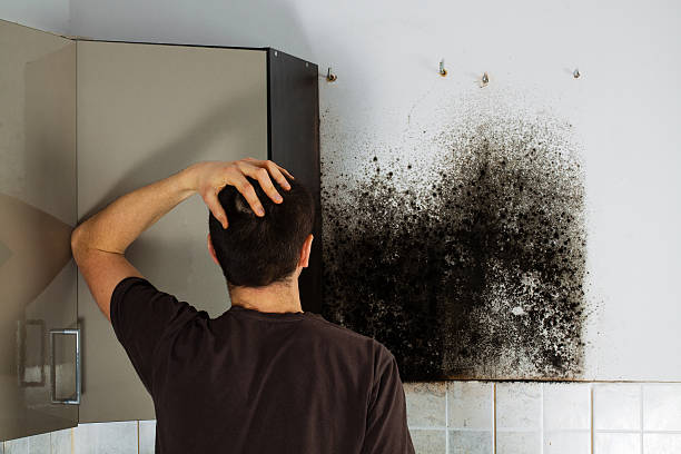 Best Affordable Mold Removal  in Hull, IA