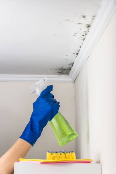 Best Professional Mold Removal  in Hull, IA